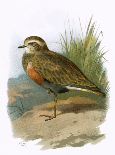 Dotterel af English School