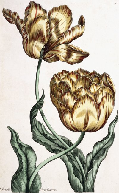 Double Oriflamme, 1759dani af English School