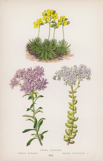 Draba aizoides; Iberis bubanii; Sedum turgidum (farvelitografi) af English School