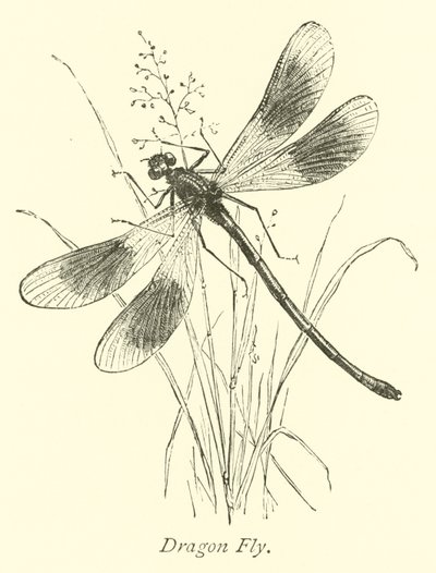 Dragon Fly  af English School