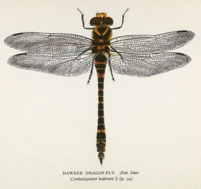 Guldsmede: Hawker Dragon-Fly (farvelitografi) af English School