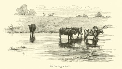 Drikkested af English School