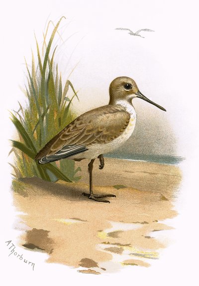 Dunlin af English School