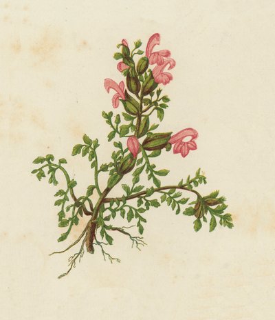 Dværgrød rangle, Pedicularis Sylvatica (farvelitografi) af English School