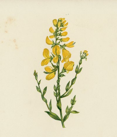 Farverens grønkorn, Genista Tinctoria (farvelitografi) af English School