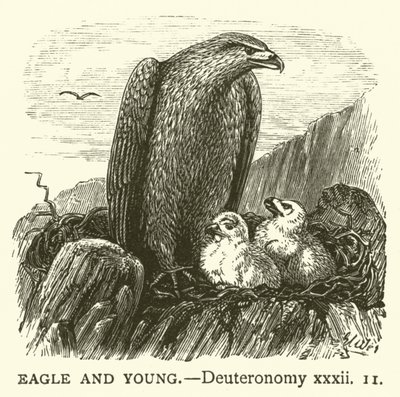 Ørn og Ung, Femte Mosebog, xxxii af English School