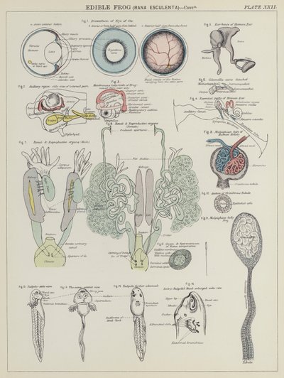 Essbarer Frosch, Rana Esculenta von English School