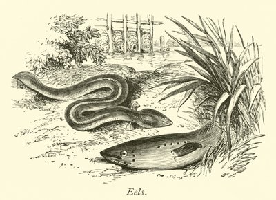 Ål af English School