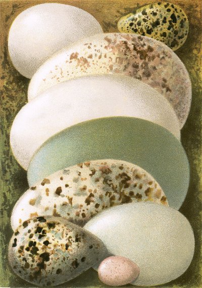 Æg af English School