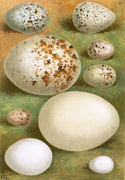 Æg af English School