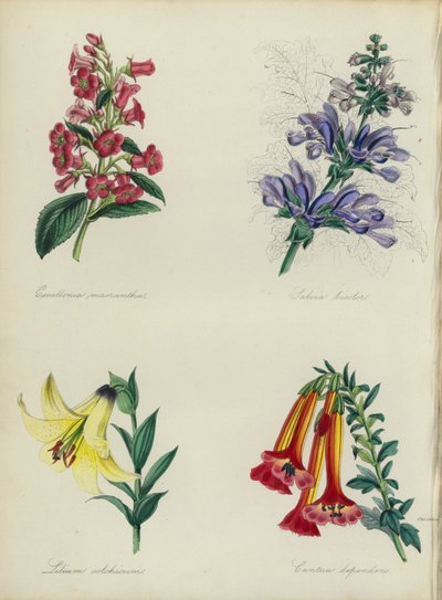 Engelsk blomsterhave: Escallonia macrantha, Salvia bicolar, Lilium colchicum, Cantua dependens (farvelitografi) af English School