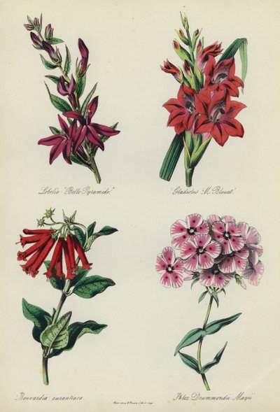 English Flower Garden: Lobelia "Belle Pyramide", Gladiolus "M Blouet", Bouvardia aurantiaca, Phlox Drummondii Mayiidani af English School