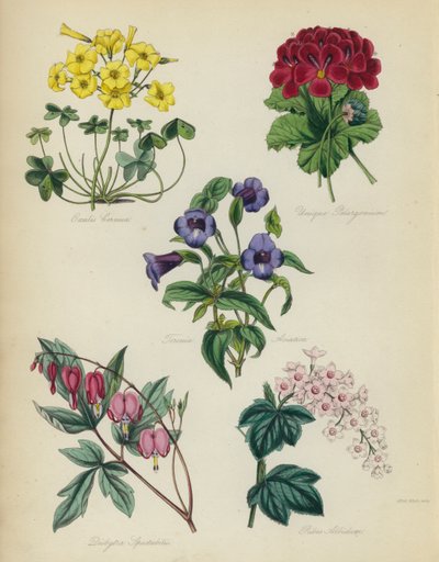 English Flower Garden: Oxalis Cernua, Unique Pelargonium, Torenia Asiatica, Dielytra Spectabilis, Ribes Albidumdani af English School