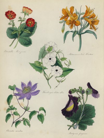 English Flower Garden: Potentilla Menziesii, Alstraemeria Van Houtteii, Thunbergia alata alba, Clematis caerulea, Martynia fragransdani af English School