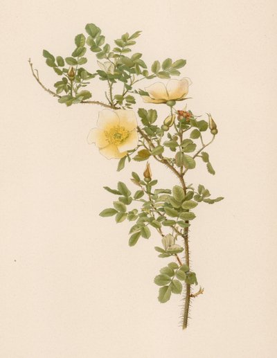Engelsk Rose af English School