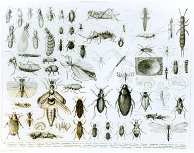 Entomologi insekter (litho) (bw foto) af English School