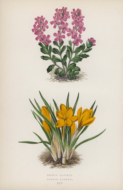 Erinus alpinus; Crocus Aucheri (farvelitografi) af English School
