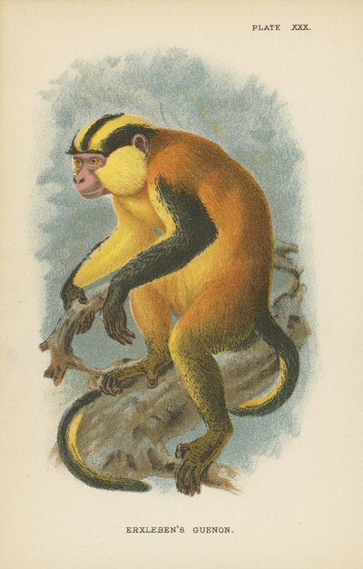 Erxlebens Guenon af English School