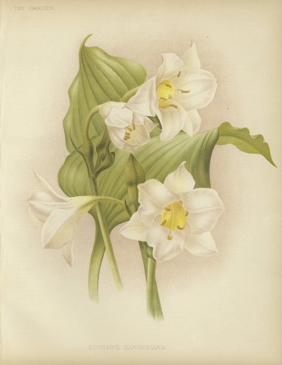 Eucharis sanderiana af English School