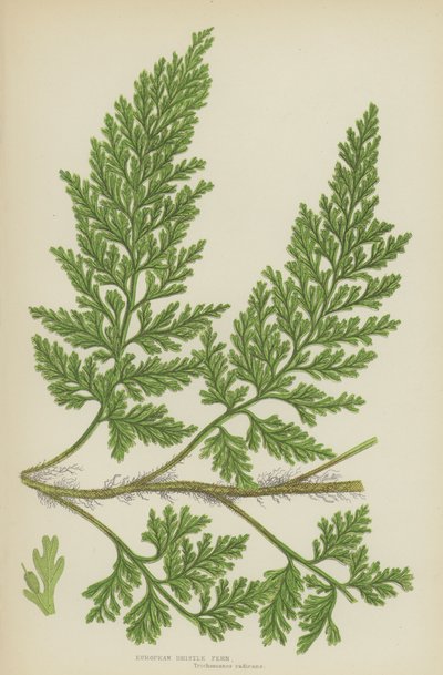 Europæisk børstebregne (farve litho) af English School
