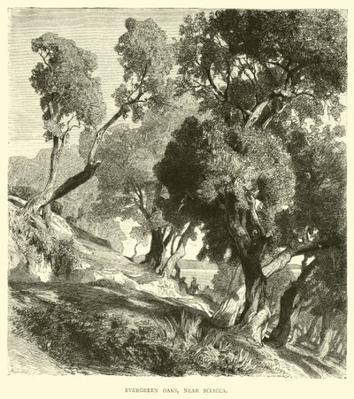 Evergreen Oaks, nær Sciacca af English School