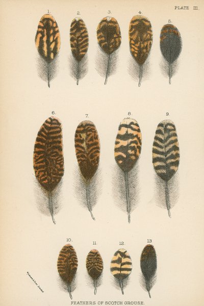 Fjer af skotsk rype af English School