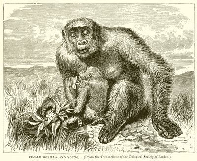 Kvindelige Gorilla og Young af English School