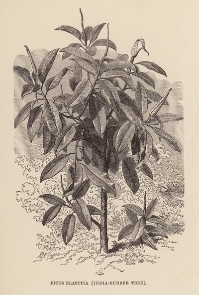 Ficus Elastica, indisk gummitræ (kobberstik) af English School