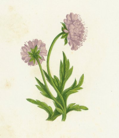Knautia arvensis, Knautia arvensis af English School
