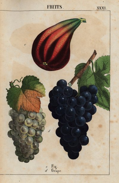 Figen og druer  , fra "The Instructive Picturebook, or Lessons from the Vegetable World," [Charlotte Mary Yonge], Edinburgh af English School