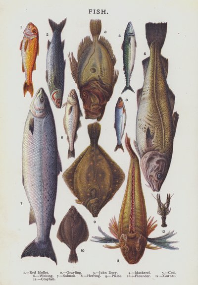 Fisk (chromolitho) af English School