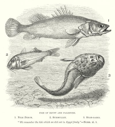 Fisk i Egypten og Palæstina (kobberstik) af English School