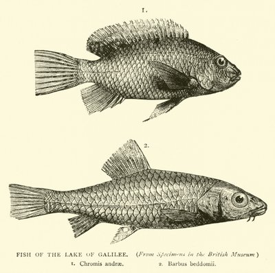 Fisk fra Galilæa-søen af English School