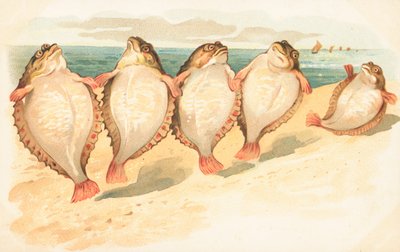 Fem fladfisk danser på en strand af English School