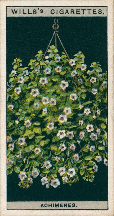Blomsterkultur i potter: Achimenes (chromolitho) af English School