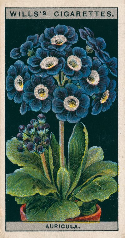 Blomsterkultur i potter: Alpine Auricula (chromolitho) af English School