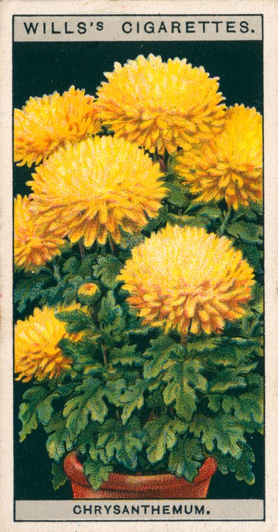 Blomsterkultur i potter: Dværgchrysanthemum (chromolitho) af English School
