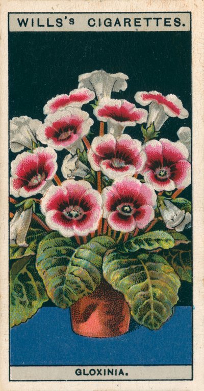 Blomsterkultur i potter: Gloxinia (chromolitho) af English School