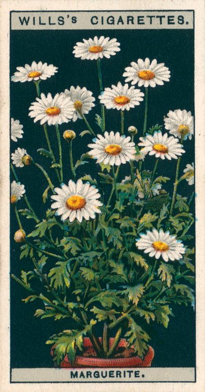 Blomsterkultur i potter: Marguerite (chromolitho) af English School
