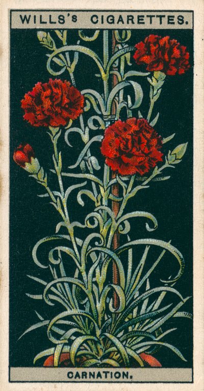 Blomsterkultur i potter: Evigtblomstrende nellike (chromolitho) af English School