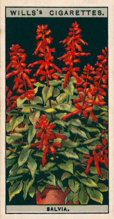 Blumenkultur in Töpfen: Salbei von English School