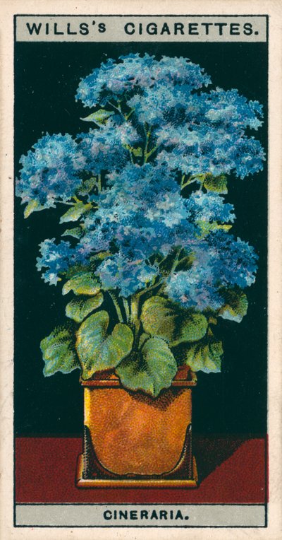 Blomsterkultur i potter: Stjerne Cineraria (chromolitho) af English School