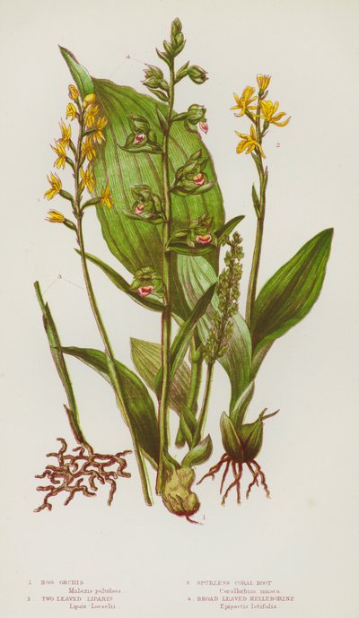 Blomstrende planter i Storbritannien: moseorchis, tobladede liparis, sporløs koralrod, bredbladet helleborin (farve litho) af English School