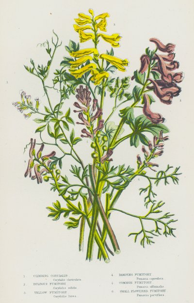 Blomstrende planter i Storbritannien: Klatrende Corydalis, Løgfumitory, Gul Fumitory, Rampende Fumitory, Almindelig Fumitory, Småblomstret Fumitory (farvelitografi) af English School