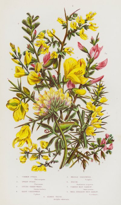 Blomstrende planter i Storbritannien: Almindelig furie, dværgfurie, farvegrønt, hårgrønt, nålegrønt, gyvel, almindelig hvileharve, lille spredt hvileharve, nyrevikke (farvelitografi) af English School