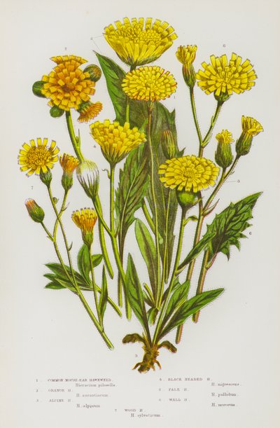Blomstrende planter i Storbritannien: Almindelig museøre-høgeurt, orange høgeurt, alpe-høgeurt, sorthovedet høgeurt, bleg høgeurt, mur-høgeurt, skov-høgeurt (farvelitografi) af English School