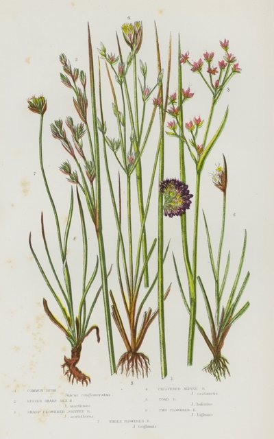 Blomstrende planter i Storbritannien: Almindelig siv, lille skarp havesiv, skarpblomstret leddelt siv, klynget alpesiv, tudsesiv, toblomstret siv, treblomstret siv (farvelitografi) af English School