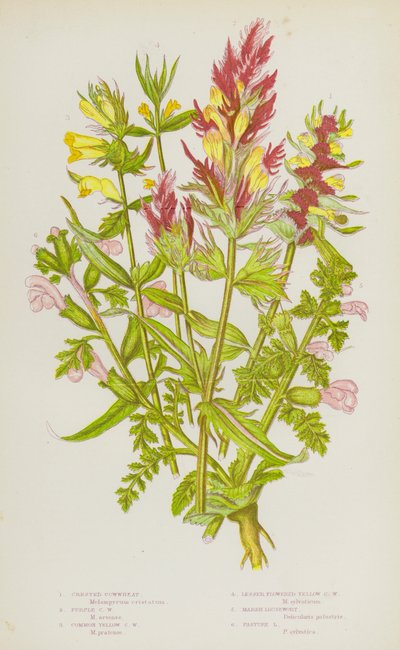 Blomstrende planter i Storbritannien: Korthvede, purpurkohvede, almindelig gul kohvede, lilleblomstret gul kohvede, sumpkællingetand, græsningskællingetand (farvelitografi) af English School