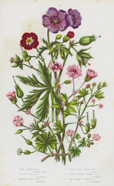 Blomstrende planter i Storbritannien: Dusky Cranesbill, Meadow Crane