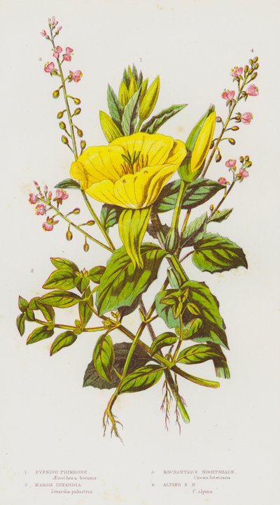 Blomstrende planter i Storbritannien: Natlys, Marsh Isnardia, Enchanter